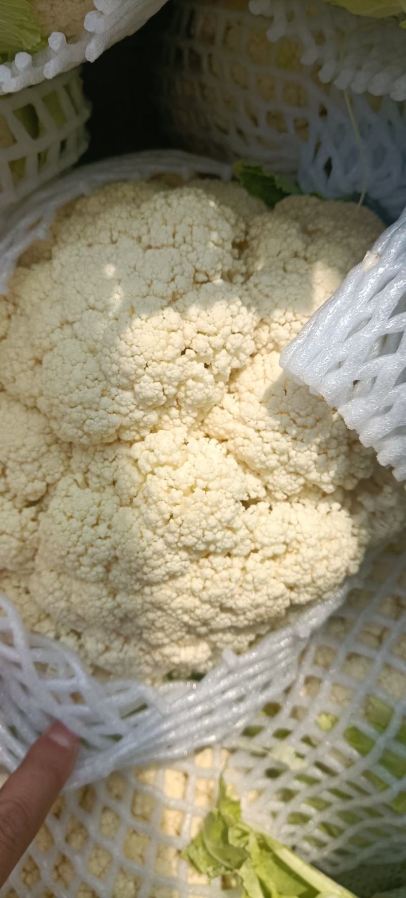 精品小米粒有机花菜开园上市了，有需要的老板速度了