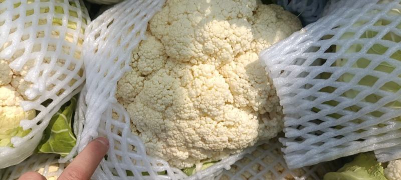 精品小米粒有机花菜开园上市了，有需要的老板速度了