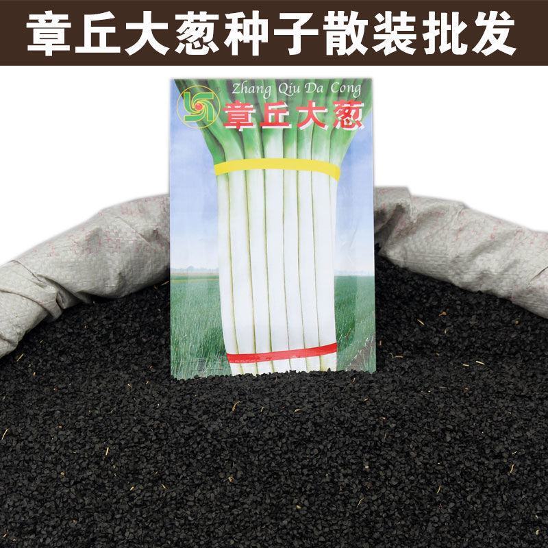 山东章丘大葱种子高产耐寒铁杆苗蔬菜苗子种籽四季春季大葱种