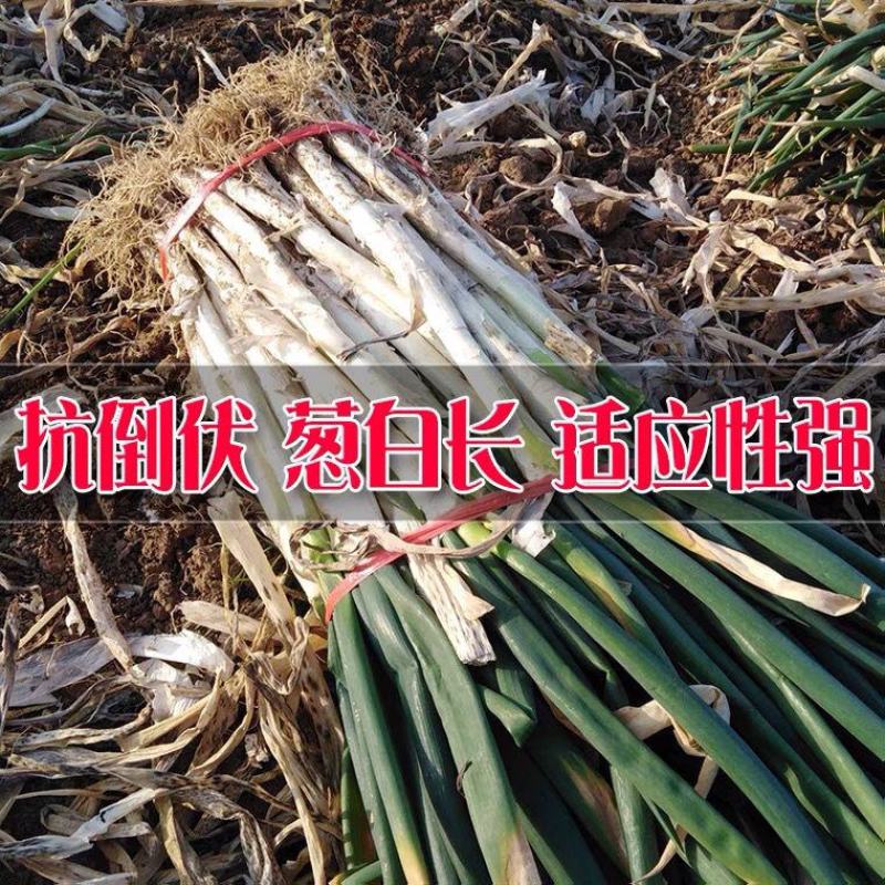 山东章丘大葱种子高产耐寒铁杆苗蔬菜苗子种籽四季春季大葱种