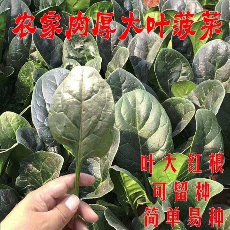 【菠菜种子】四季易种大叶菠菜种子耐热耐寒盆栽园艺蔬菜种子
