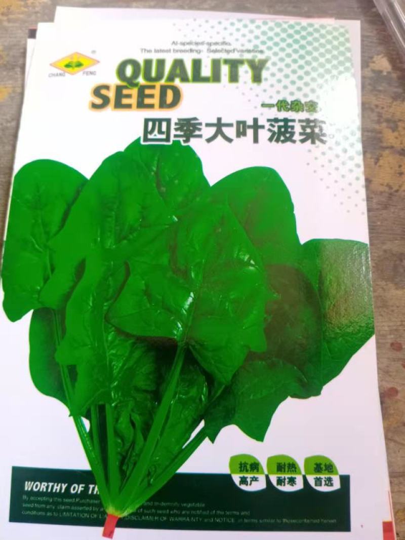 【菠菜种子】四季易种大叶菠菜种子耐热耐寒盆栽园艺蔬菜种子