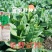 【菠菜种子】四季易种大叶菠菜种子耐热耐寒盆栽园艺蔬菜种子