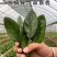 【菠菜种子】四季易种大叶菠菜种子耐热耐寒盆栽园艺蔬菜种子