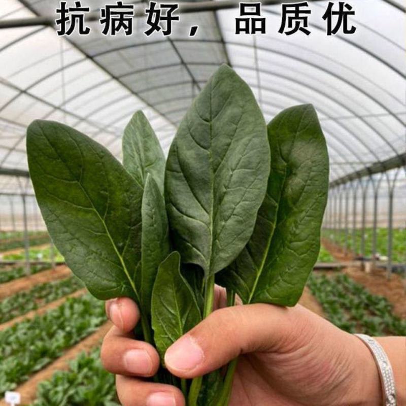【菠菜种子】四季易种大叶菠菜种子耐热耐寒盆栽园艺蔬菜种子
