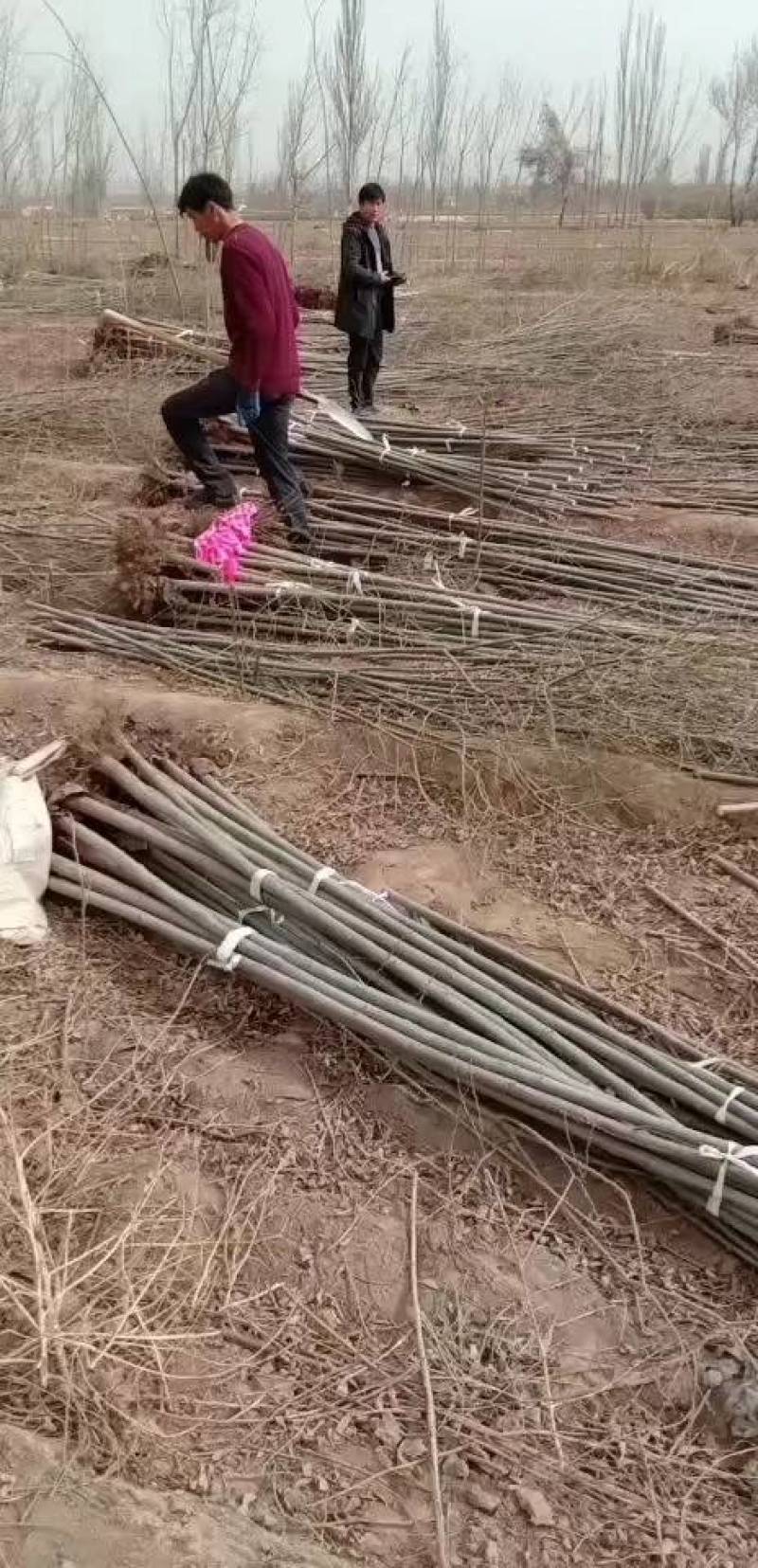 竹柳原生态，竹柳原生态，竹柳原生态，竹柳
