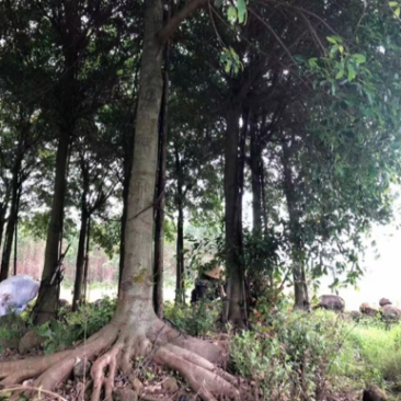 红皮榕榕树红皮榕种植基地批发10-20公分低价处理