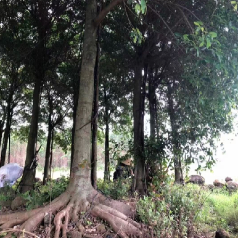 红皮榕榕树红皮榕种植基地批发10-20公分低价处理