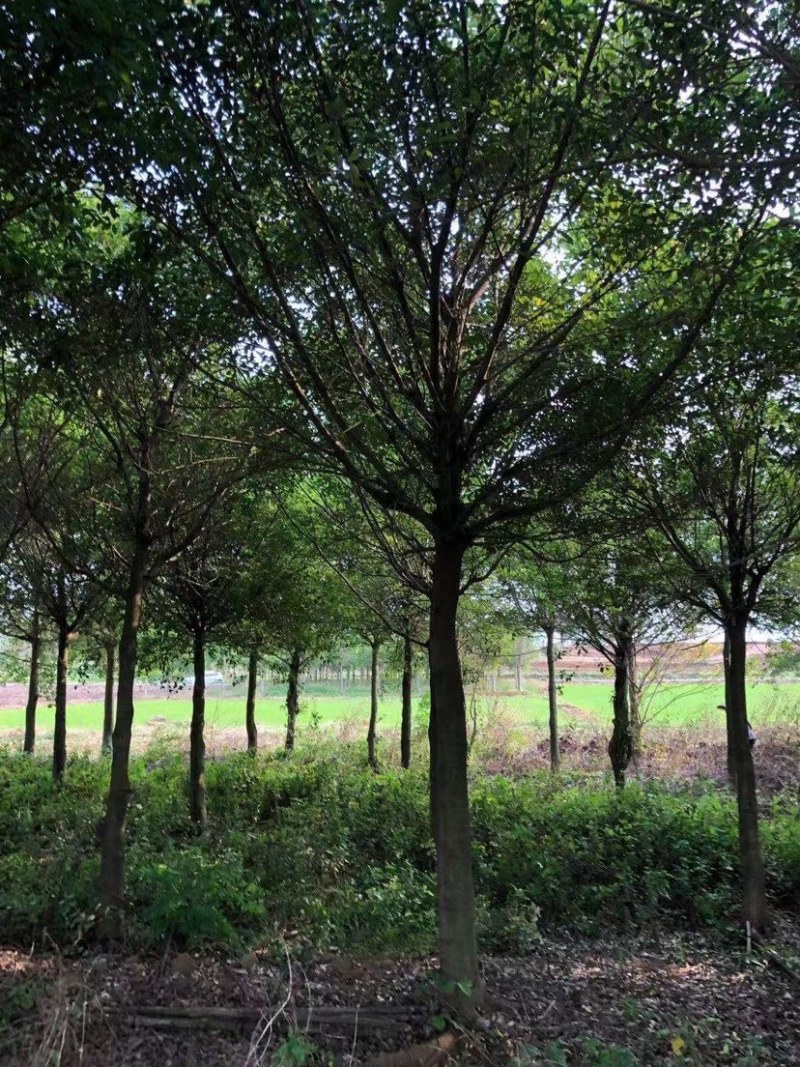 红皮榕榕树红皮榕种植基地批发10-20公分低价处理