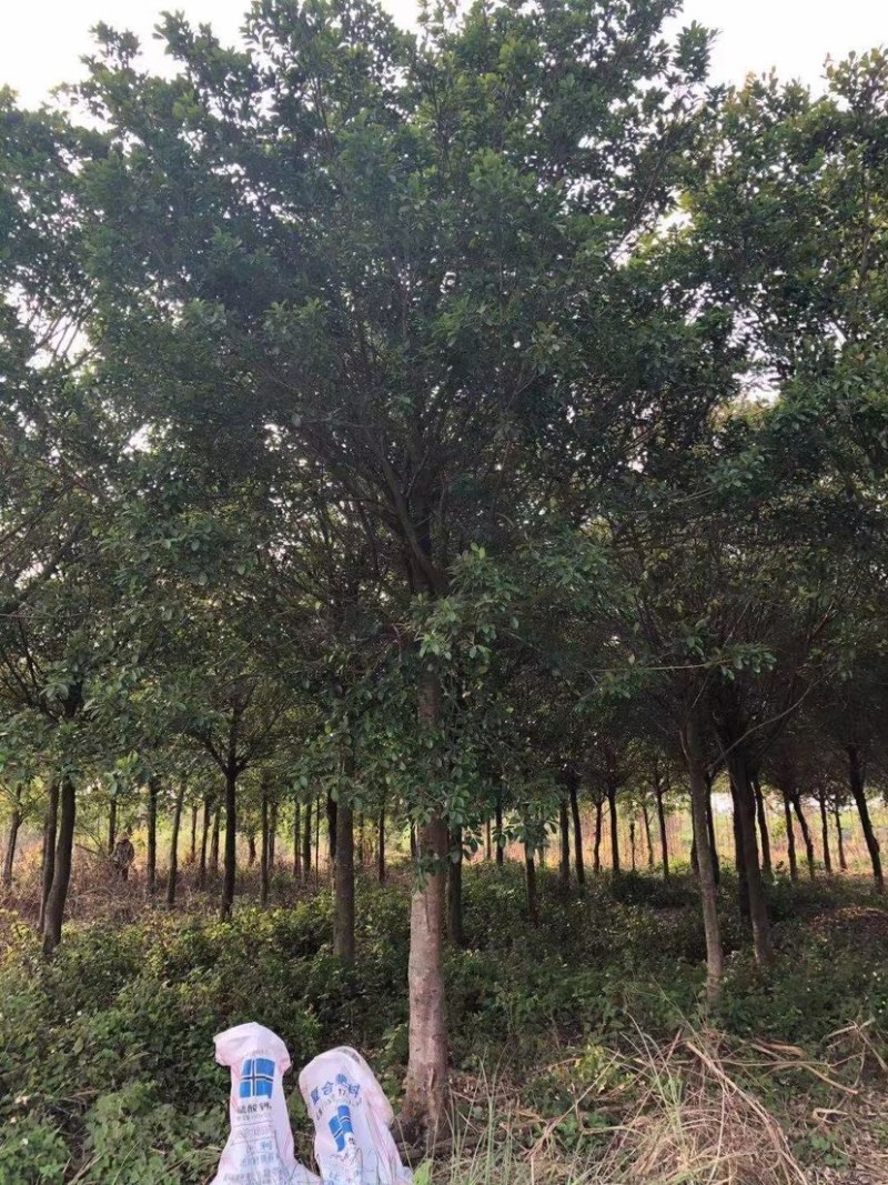 红皮榕榕树红皮榕种植基地批发10-20公分低价处理
