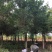 红皮榕榕树红皮榕种植基地批发10-20公分低价处理
