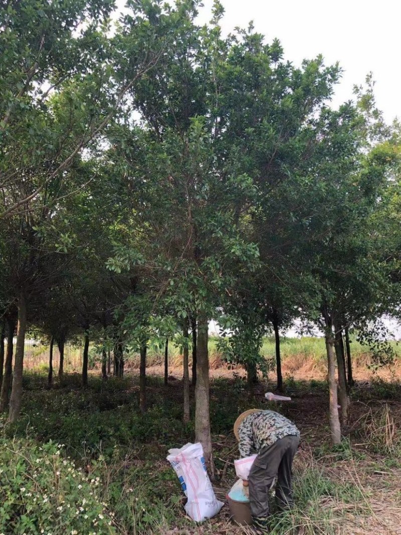 红皮榕榕树红皮榕种植基地批发10-20公分低价处理