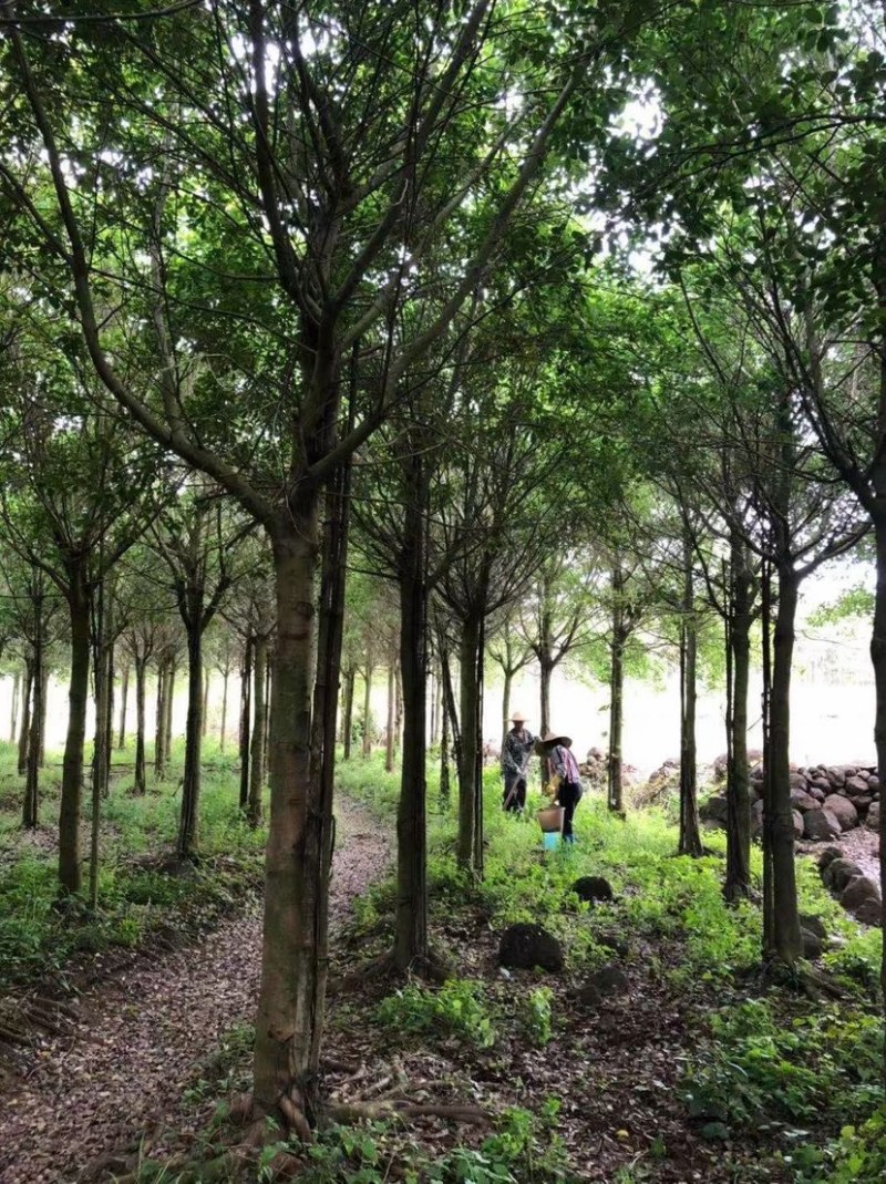 红皮榕榕树红皮榕种植基地批发10-20公分低价处理