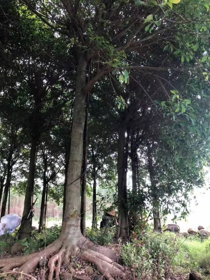 红皮榕榕树红皮榕种植基地批发10-20公分低价处理