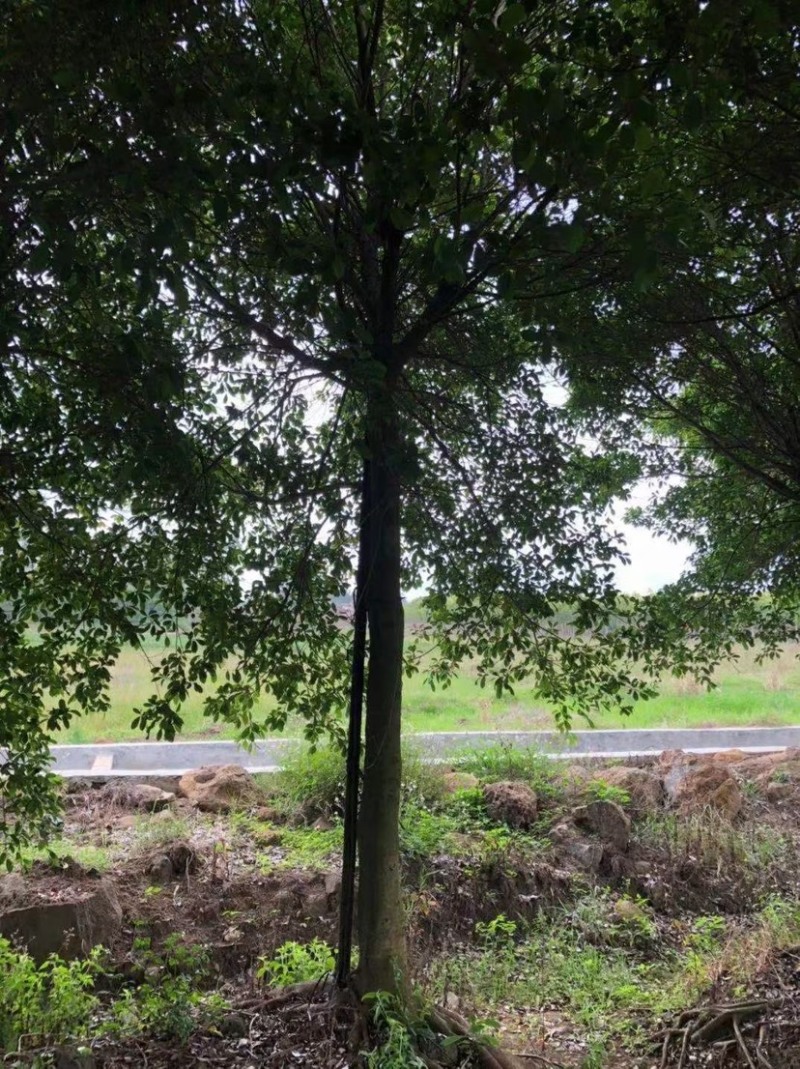 红皮榕榕树红皮榕种植基地批发10-20公分低价处理