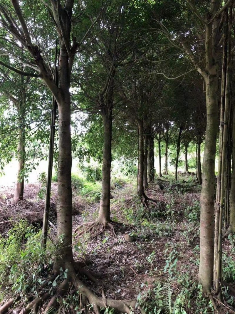 红皮榕榕树红皮榕种植基地批发10-20公分低价处理