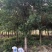 红皮榕榕树红皮榕种植基地批发10-20公分低价处理
