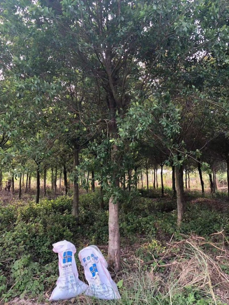 红皮榕榕树红皮榕种植基地批发10-20公分低价处理