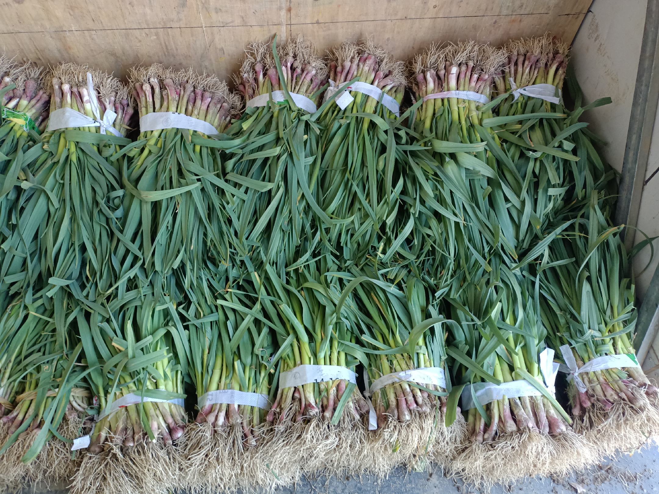 蒜苗营养成分表