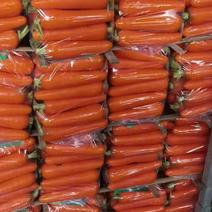 优质水洗中条红萝卜另有北京包支持全国各地发货视频