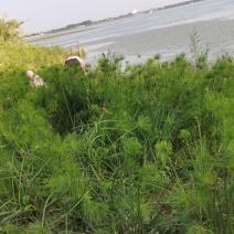 水莎草草本植物，常绿色，绿植，绿化苗木，一手货源