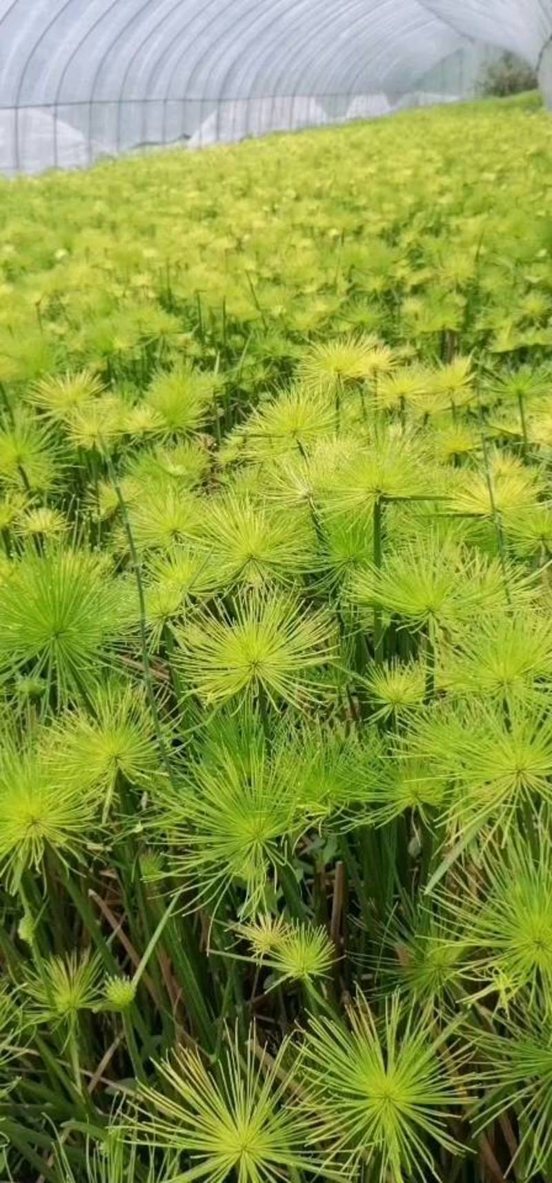 水莎草草本植物，常绿色