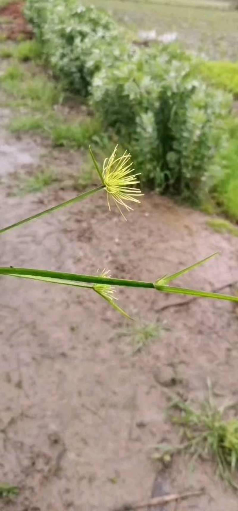 水莎草草本植物，常绿色，绿植，绿化苗木，一手货源