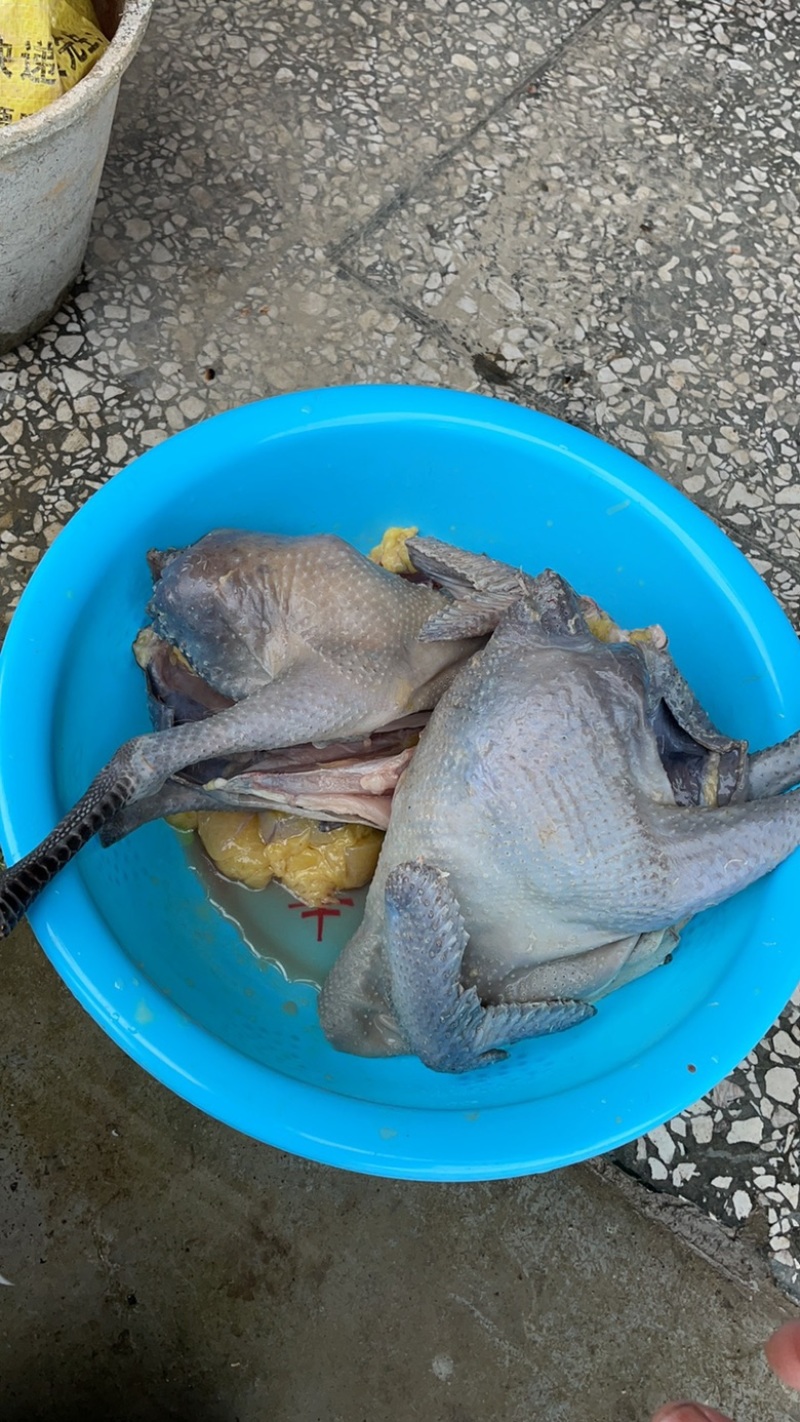 8个月以上土鸡