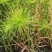水莎草草本植物，常绿色，绿植，绿化苗木，一手货源