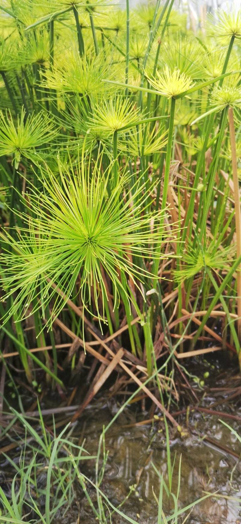 水莎草草本植物，常绿色，绿植，绿化苗木，一手货源