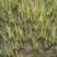 水莎草草本植物，常绿色