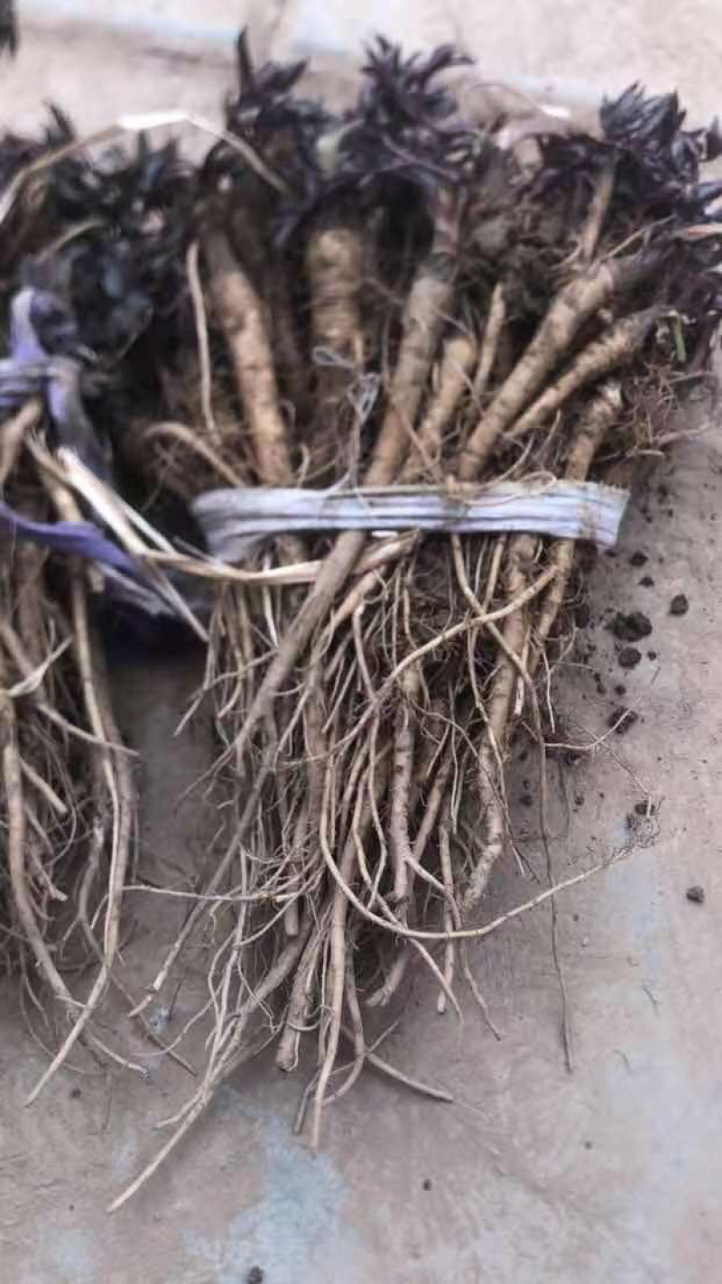 2026年甘肃肉独活苗，一手货源，大量上市，