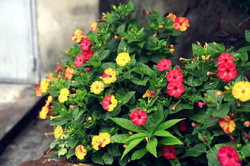 紫茉莉种子紫茉莉花种子红茉莉地雷花家庭庭院阳台驱蚊虫