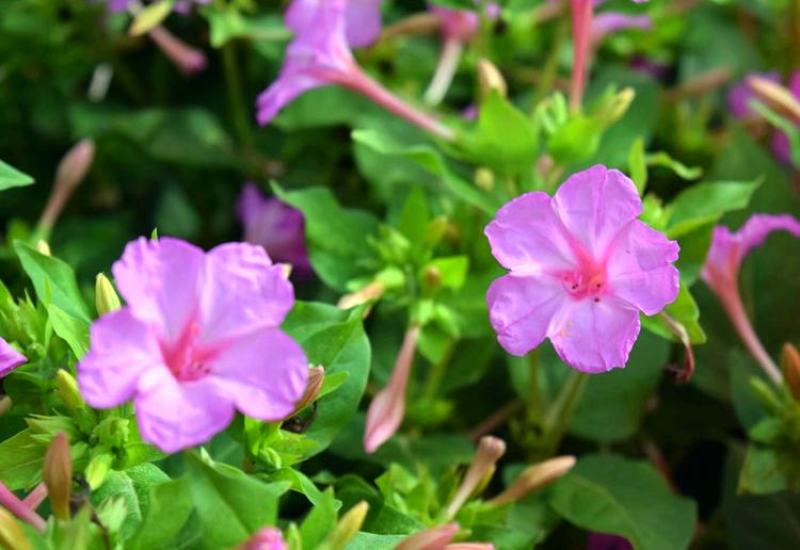 紫茉莉种子紫茉莉花种子红茉莉地雷花家庭庭院阳台驱蚊虫