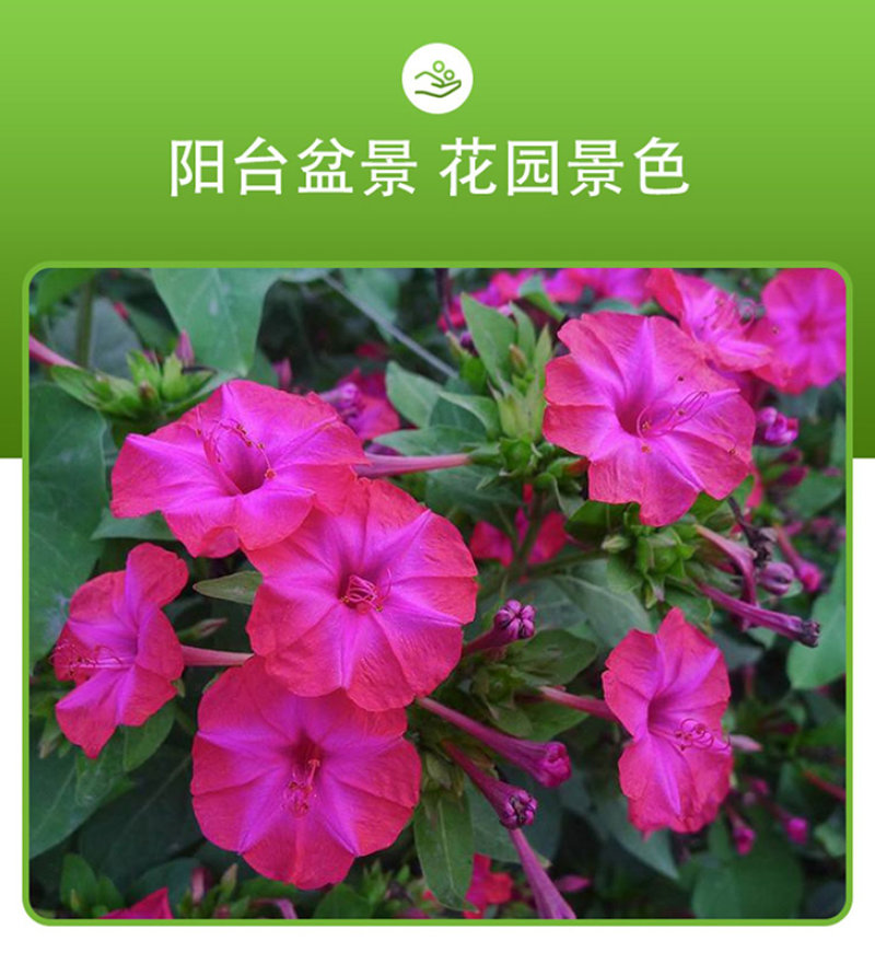 紫茉莉种子紫茉莉花种子红茉莉地雷花家庭庭院阳台驱蚊虫