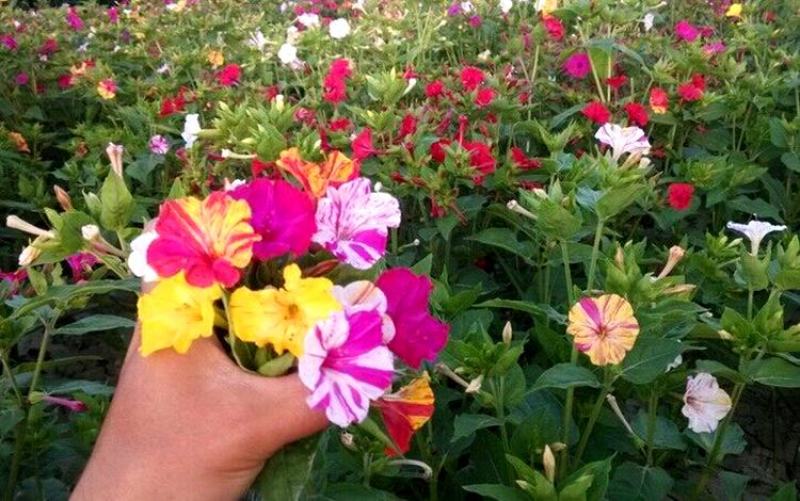 紫茉莉种子紫茉莉花种子红茉莉地雷花家庭庭院阳台驱蚊虫