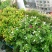 紫茉莉种子紫茉莉花种子红茉莉地雷花家庭庭院阳台驱蚊虫