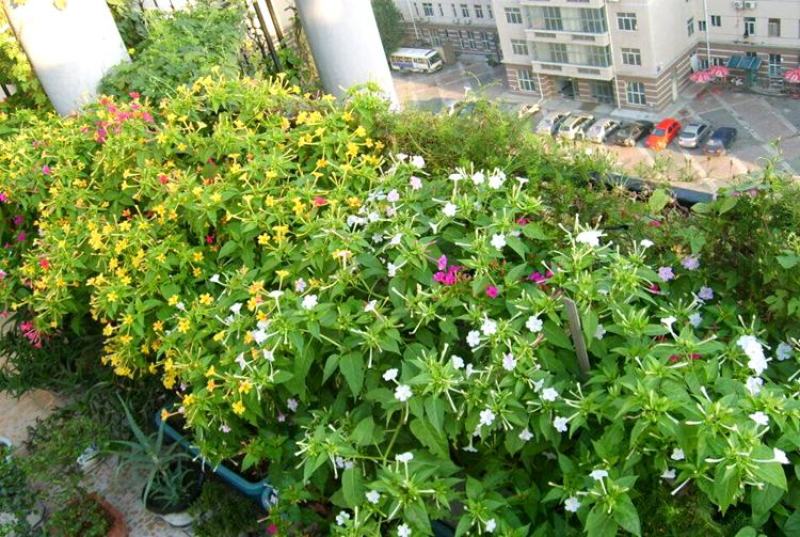 紫茉莉种子紫茉莉花种子红茉莉地雷花家庭庭院阳台驱蚊虫