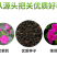 紫茉莉种子紫茉莉花种子红茉莉地雷花家庭庭院阳台驱蚊虫