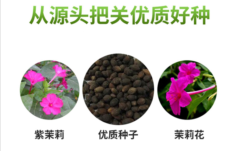 紫茉莉种子紫茉莉花种子红茉莉地雷花家庭庭院阳台驱蚊虫