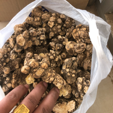 朱砂点家种苍术，光货