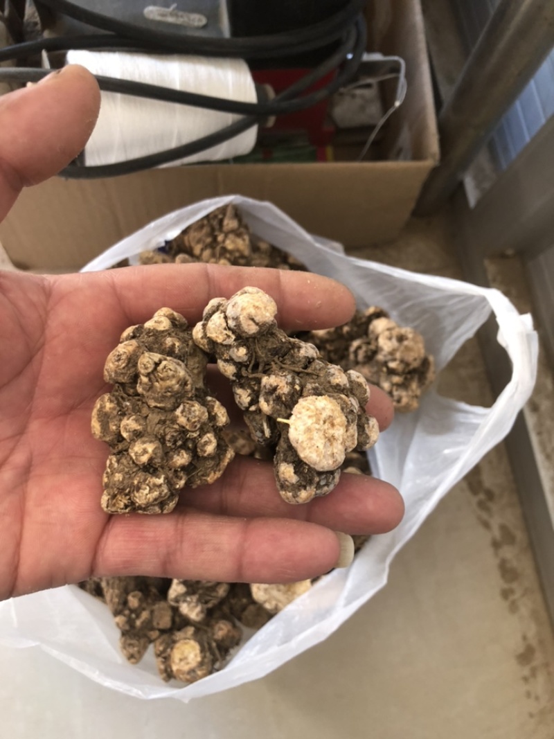 朱砂点家种苍术，光货