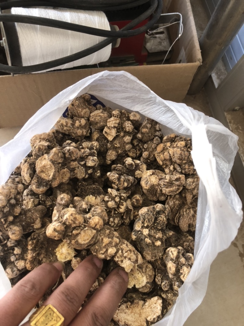 朱砂点家种苍术，光货