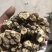 朱砂点家种苍术，光货