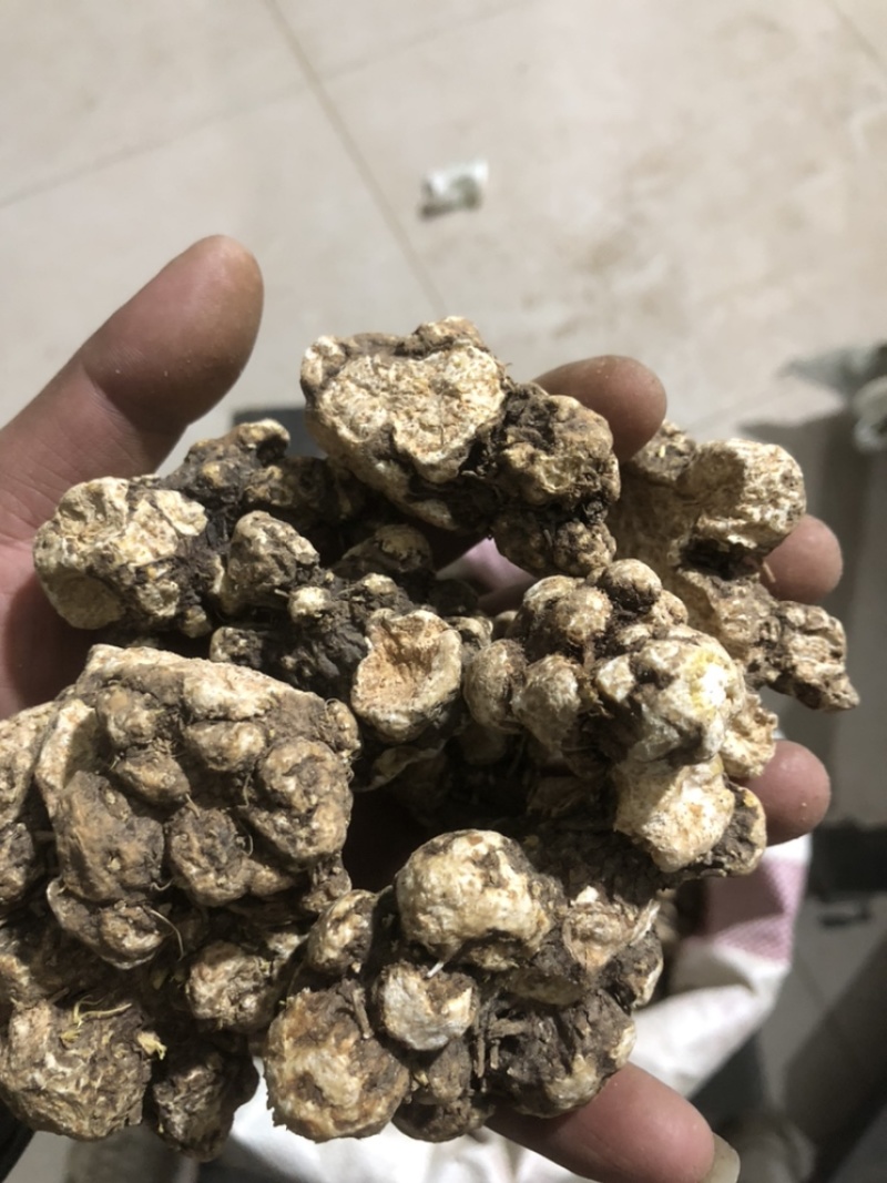 朱砂点家种苍术，光货