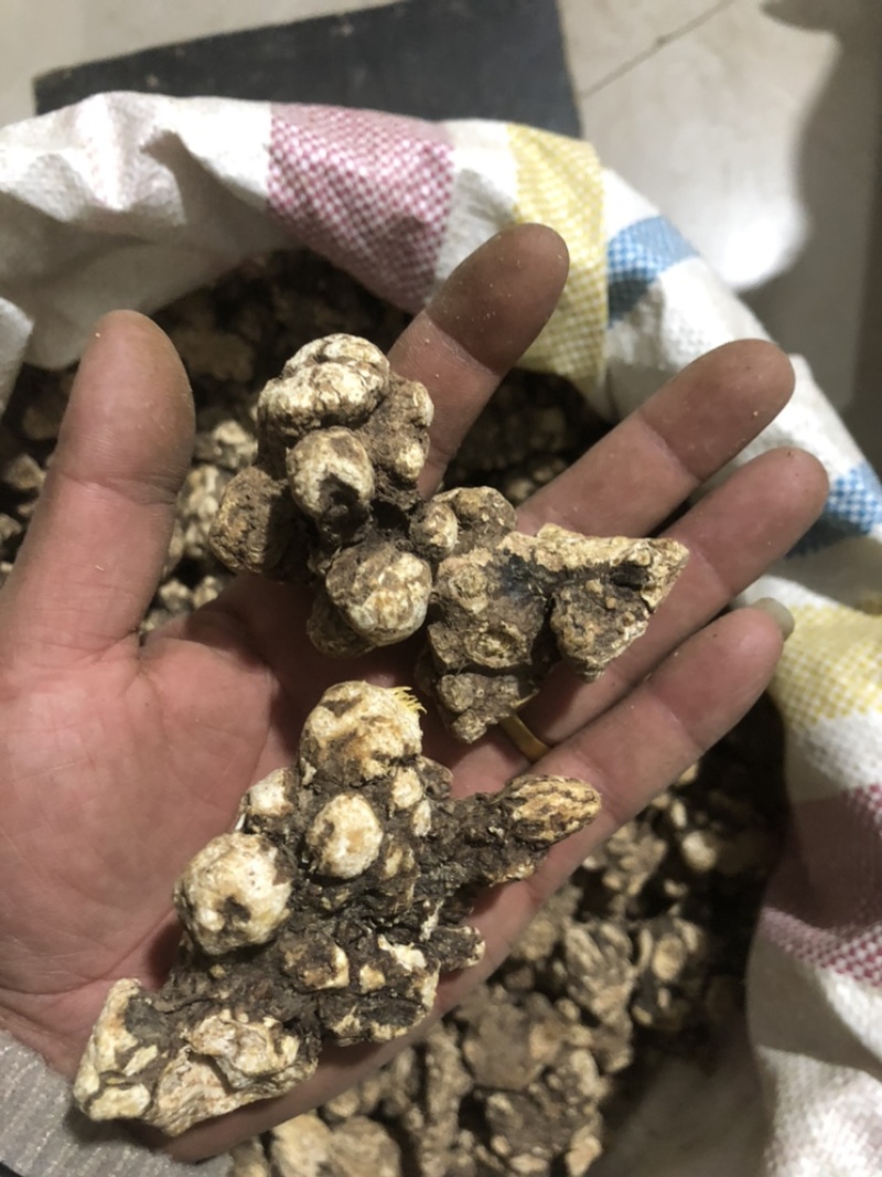 朱砂点家种苍术，光货