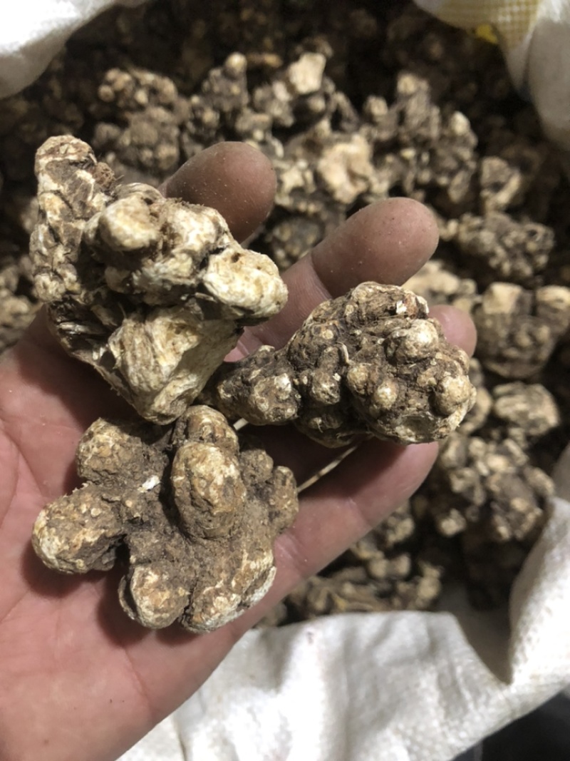 朱砂点家种苍术，光货