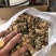 朱砂点家种苍术，光货