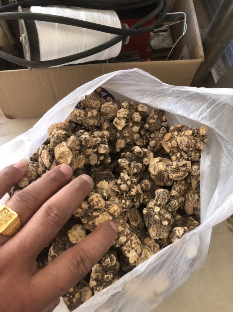 朱砂点家种苍术，光货