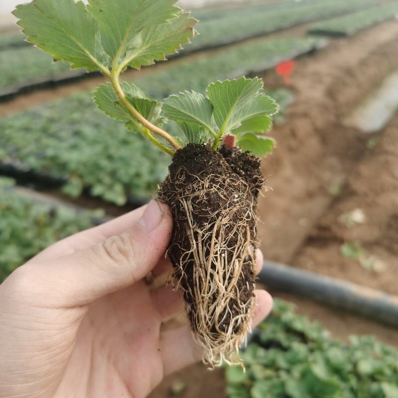 草莓苗穴盘苗脱毒种苗穴盘草莓苗品种章姬红颜宁玉天仙醉